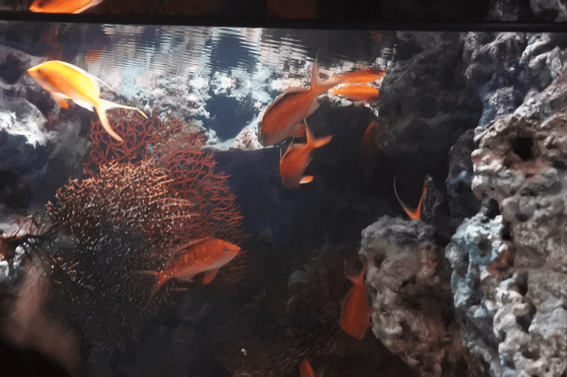 DSC_6037.png DSC_6037.png