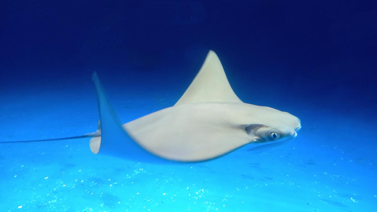 /tmp/phpXh4hf7 /tmp/phpXh4hf7