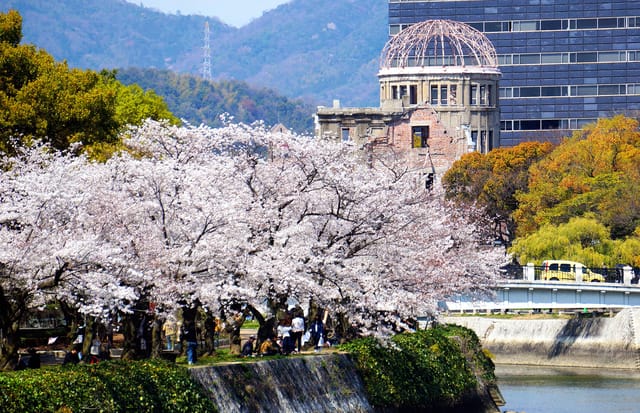 広島)平和記念公園の桜が満開 お花見には留意事項:朝日新聞デジタル