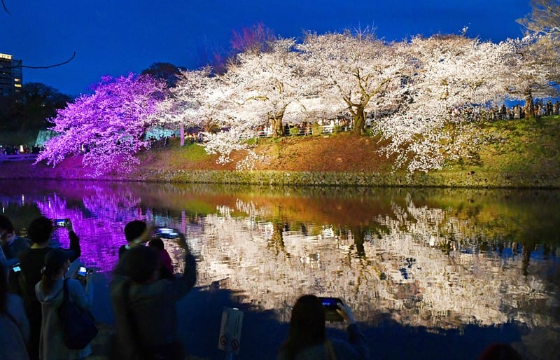 美しい夜桜、並木も水面も 福岡の公園、3年ぶりライトアップ 毎日新聞