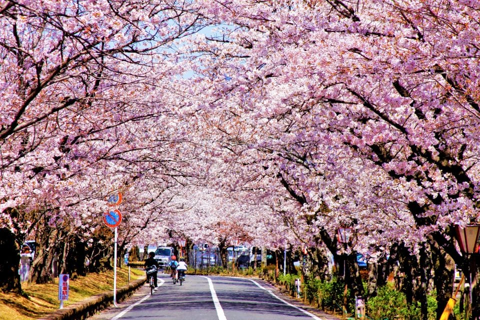 長崎桜名所「大村公園」のお花見2023・桜祭り開催や宴会は可能? - たびハピ