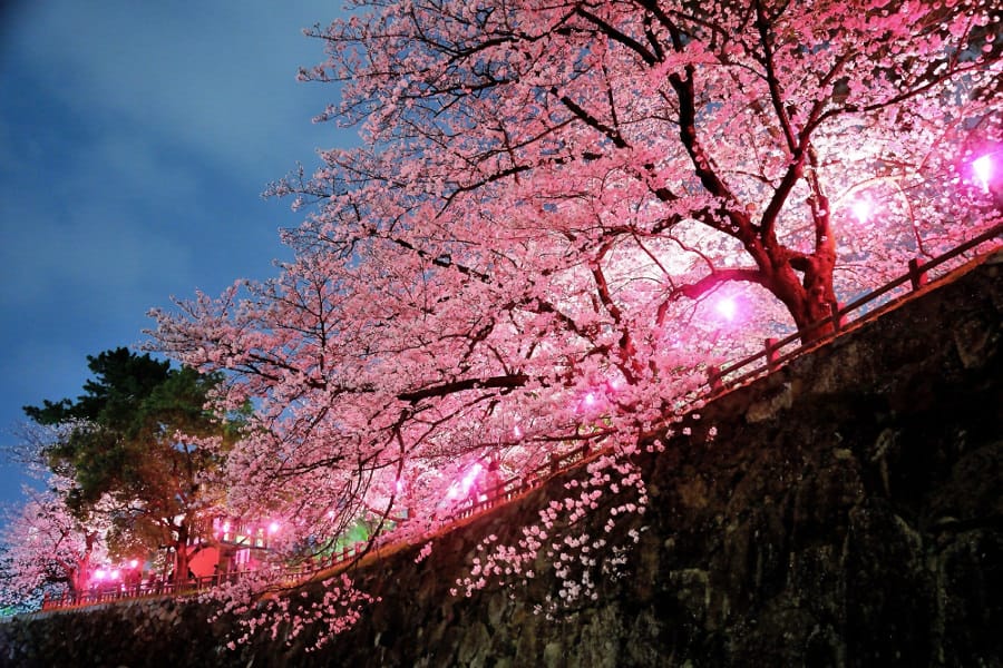 勝山公園(小倉城)小倉城を眺めがらの夜桜鑑賞を/北九州 たびらい