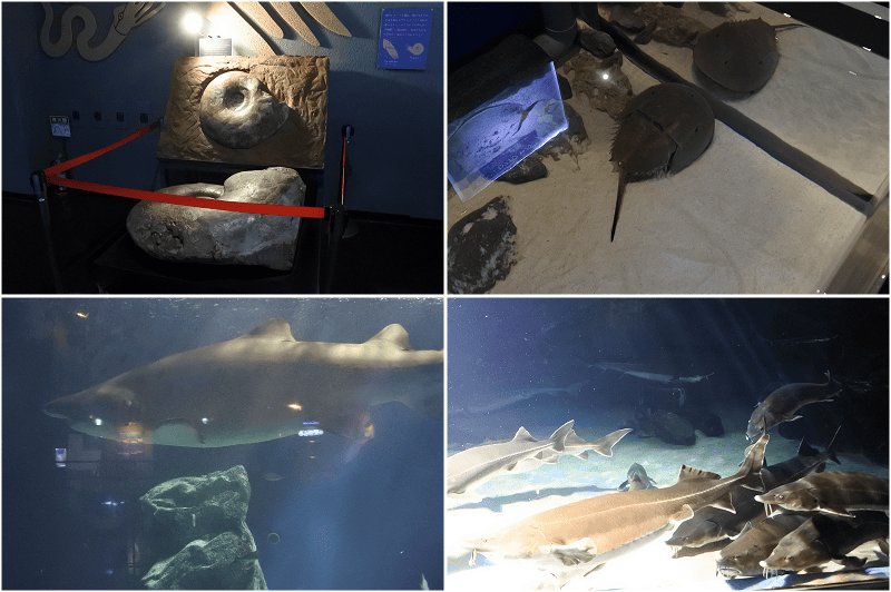 【三重|鳥羽】鳥羽水族館~日本飼育動物數最多、又有儒艮及海獺等人氣動物~