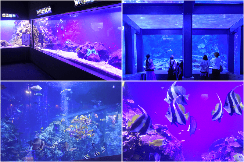 【三重|鳥羽】鳥羽水族館~日本飼育動物數最多、又有儒艮及海獺等人氣動物~