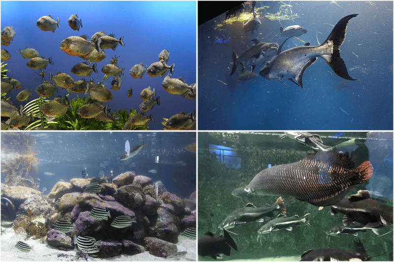 【三重|鳥羽】鳥羽水族館~日本飼育動物數最多、又有儒艮及海獺等人氣動物~ - 第34張圖 【三重|鳥羽】鳥羽水族館~日本飼育動物數最多、又有儒艮及海獺等人氣動物~