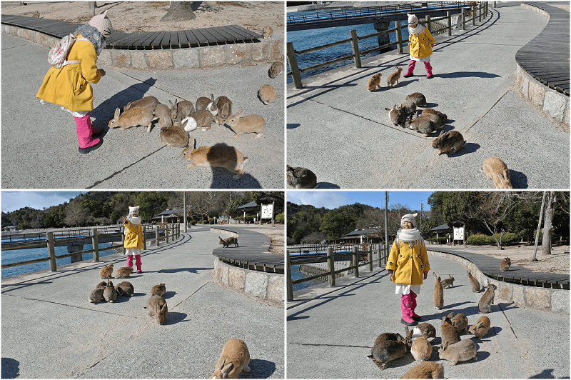 【廣島|大久野島】傳說中瀨戶內海的兔子島~有超過700隻可愛又呆萌的兔子~