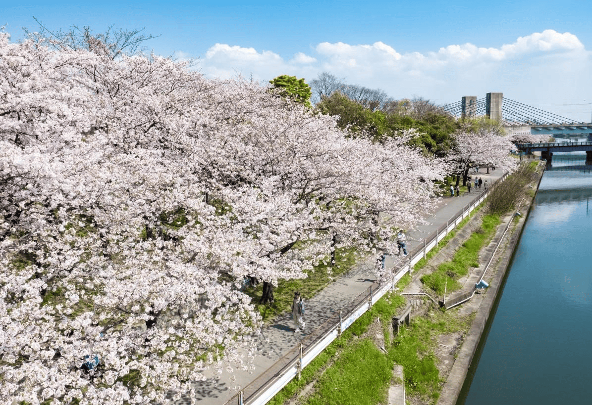 【愛知】名古屋及愛知縣境內的賞櫻12大名所~在市區就有許多可以觀賞櫻花盛開的地方~