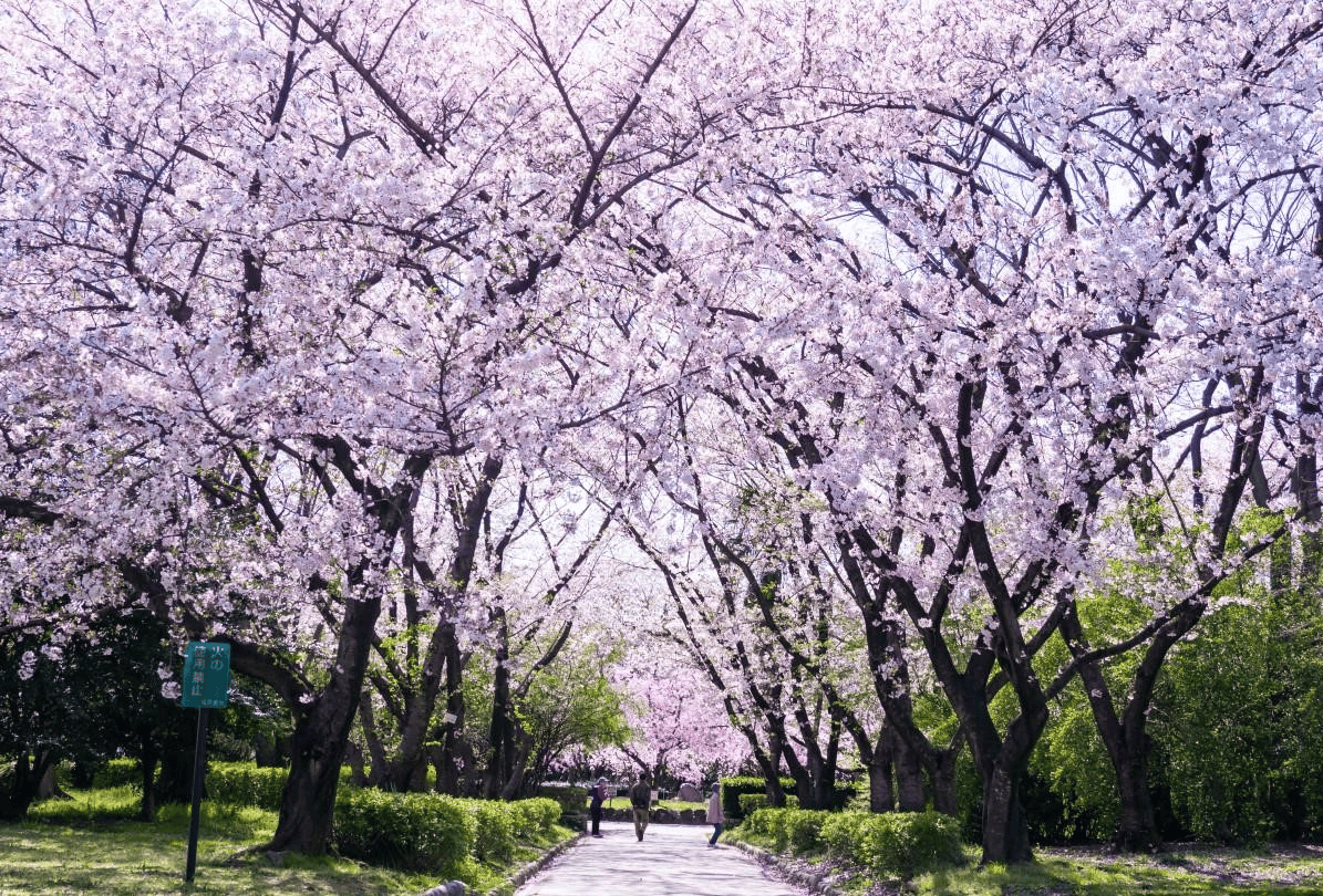 【愛知】名古屋及愛知縣境內的賞櫻12大名所~在市區就有許多可以觀賞櫻花盛開的地方~