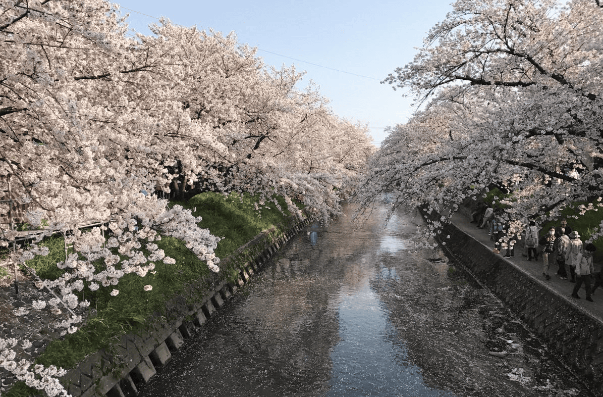 【愛知】名古屋及愛知縣境內的賞櫻12大名所~在市區就有許多可以觀賞櫻花盛開的地方~