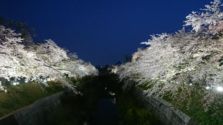 【愛知】名古屋及愛知縣境內的賞櫻12大名所~在市區就有許多可以觀賞櫻花盛開的地方~ - 第10張圖 【愛知】名古屋及愛知縣境內的賞櫻12大名所~在市區就有許多可以觀賞櫻花盛開的地方~