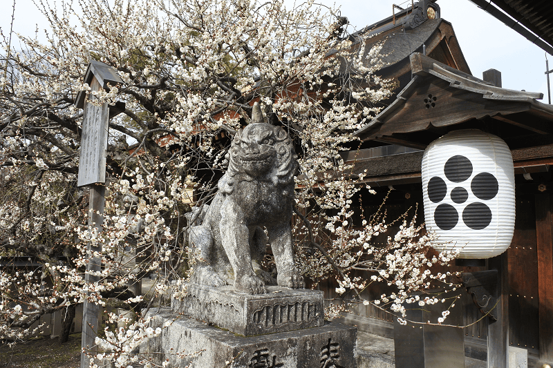【京都上京】祭祀學問之神的北野天滿宮許多考生前來祈求合格