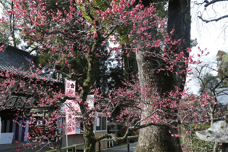 【京都上京】祭祀學問之神的北野天滿宮許多考生前來祈求合格