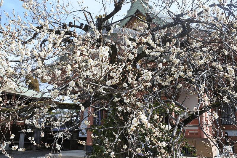【京都上京】祭祀學問之神的北野天滿宮許多考生前來祈求合格