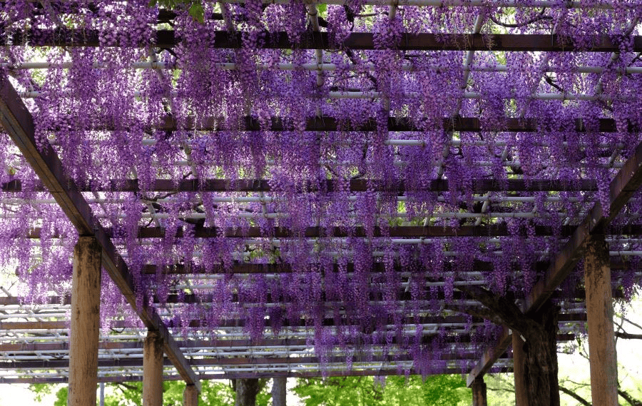 【愛知】名古屋及愛知縣境內的紫藤花九大名所~緊接在櫻花季之後的絕美賞花景點~