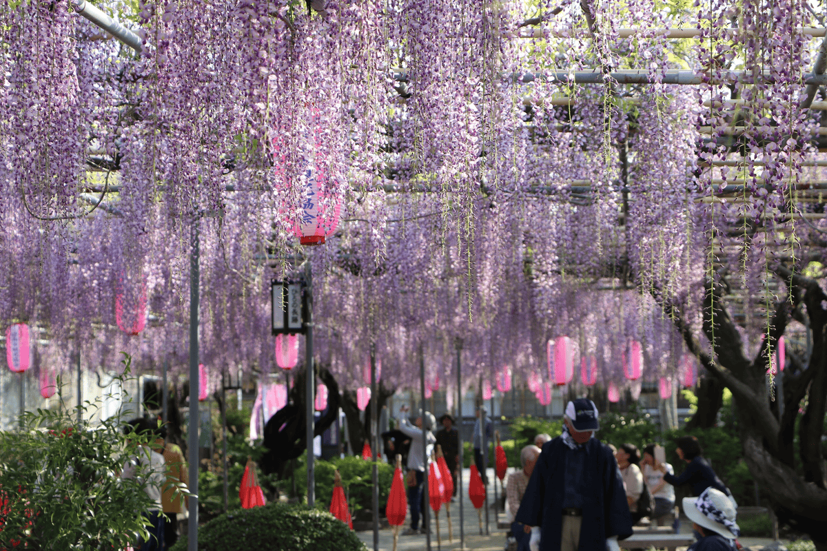 【愛知】名古屋及愛知縣境內的紫藤花九大名所~緊接在櫻花季之後的絕美賞花景點~