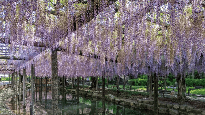 【愛知】名古屋及愛知縣境內的紫藤花九大名所~緊接在櫻花季之後的絕美賞花景點~