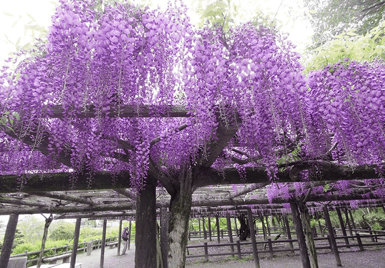 【愛知】名古屋及愛知縣境內的紫藤花九大名所~緊接在櫻花季之後的絕美賞花景點~