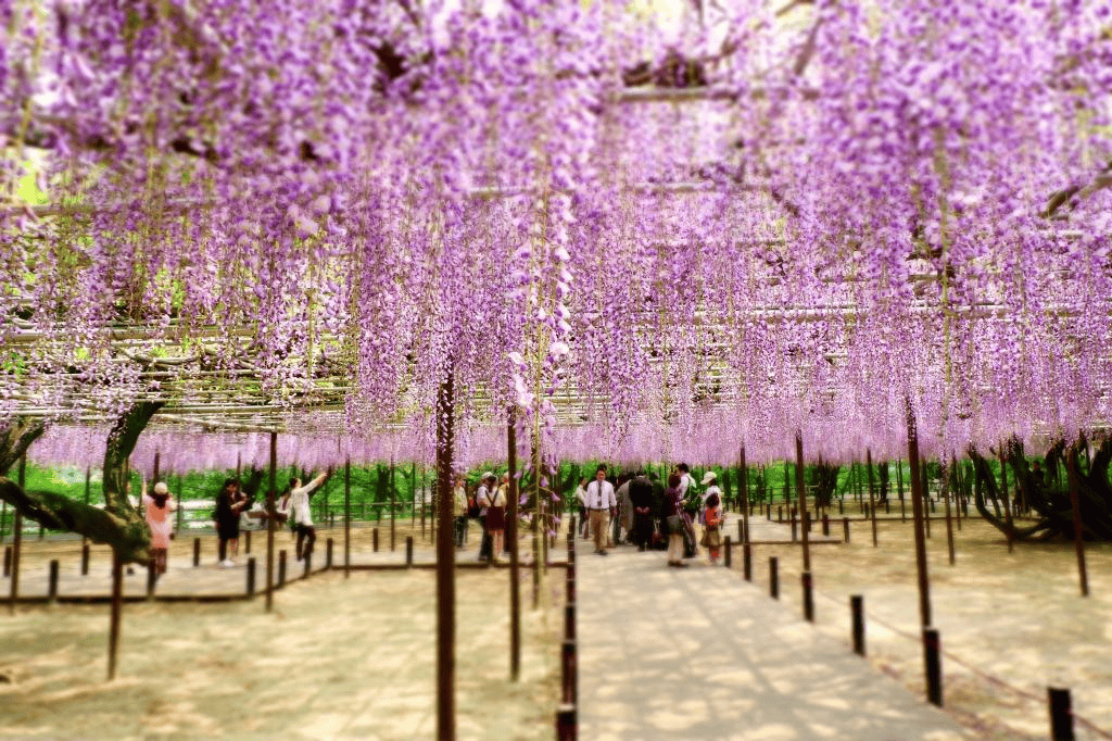 【愛知】名古屋及愛知縣境內的紫藤花九大名所~緊接在櫻花季之後的絕美賞花景點~