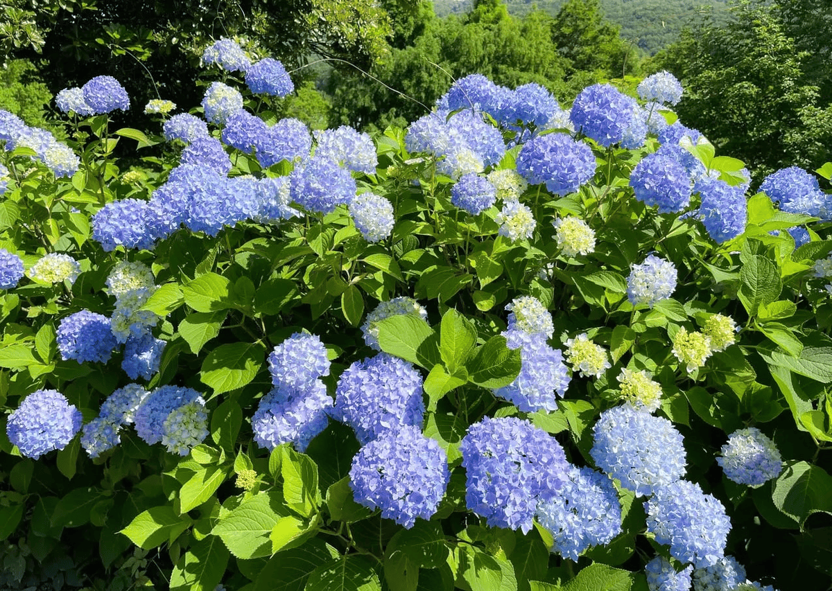 【愛知】名古屋及愛知縣境內的紫陽花8大名所讓人聯想到夏季的