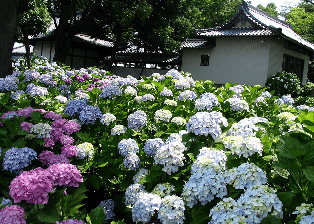 【愛知】名古屋及愛知縣境內的紫陽花8大名所讓人聯想到夏季的