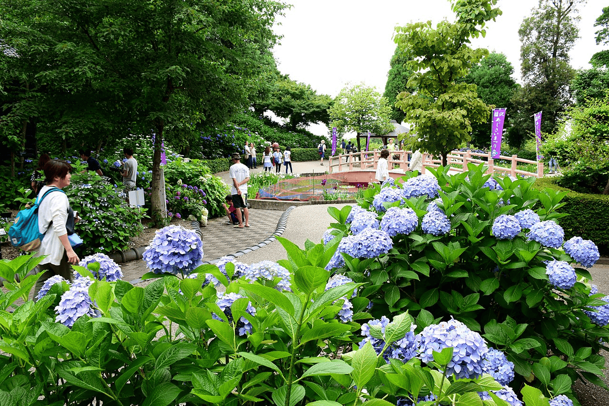 【愛知】名古屋及愛知縣境內的紫陽花8大名所讓人聯想到夏季的