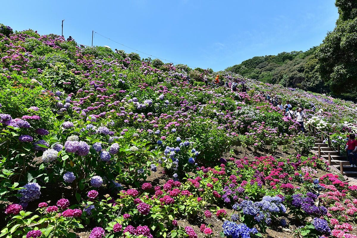 【愛知】名古屋及愛知縣境內的紫陽花8大名所讓人聯想到夏季的
