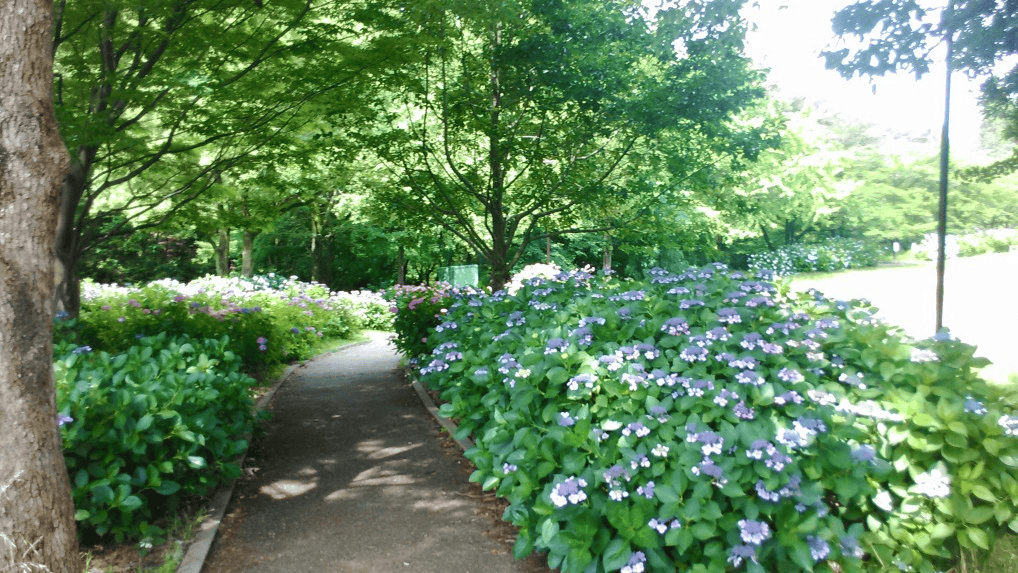 【愛知】名古屋及愛知縣境內的紫陽花8大名所讓人聯想到夏季的