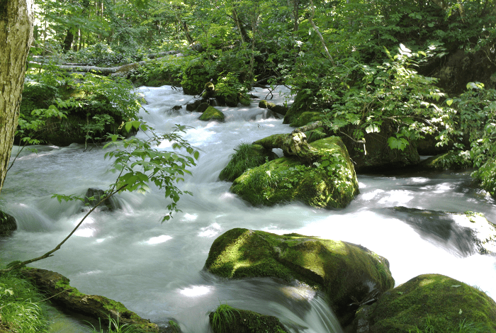 【交通規劃】前往奧入瀨溪流的4種交通方式及散步路線解析更新