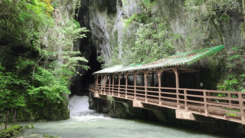 【山口美禰】山口縣最知名的景點秋芳洞日本三大鐘乳之一、高
