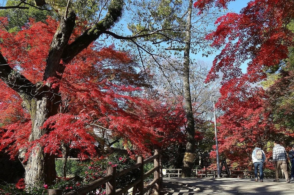 【愛知】名古屋及愛知縣境內的賞楓10大名所除了香嵐溪之外還