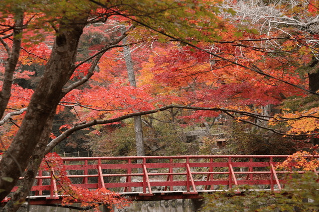 【愛知】名古屋及愛知縣境內的賞楓10大名所除了香嵐溪之外還
