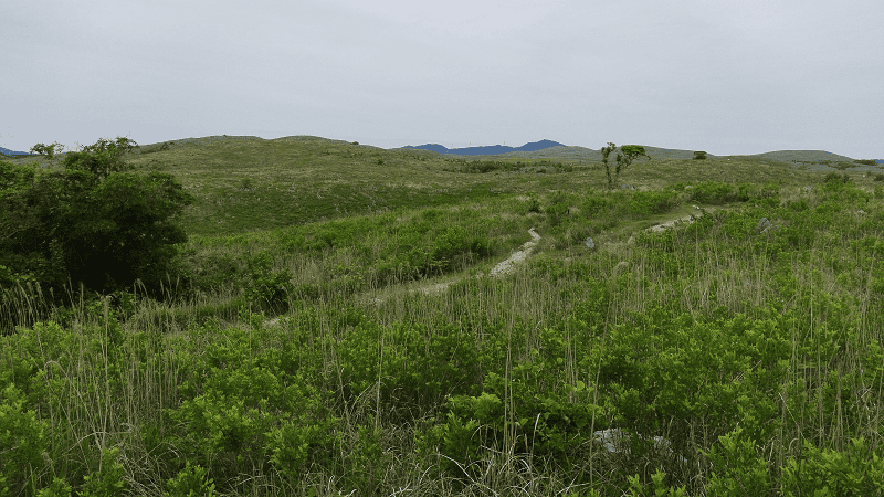 【山口美禰】喀斯特地形秋吉台 【山口美禰】喀斯特地形秋吉台