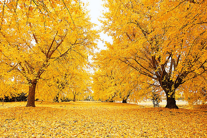 【愛知稻沢】祖父江11月中旬舉辦的黃葉祭東海地區最有名的
