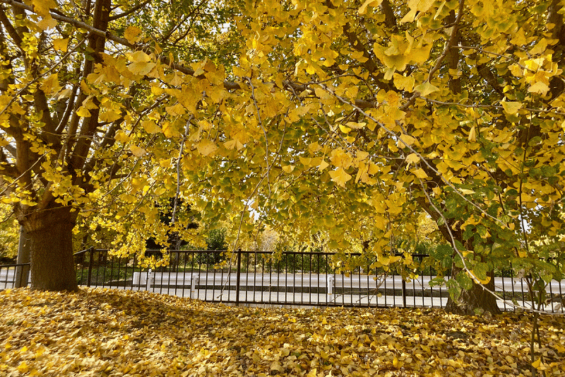 【愛知稻沢】祖父江11月中旬舉辦的黃葉祭東海地區最有名的