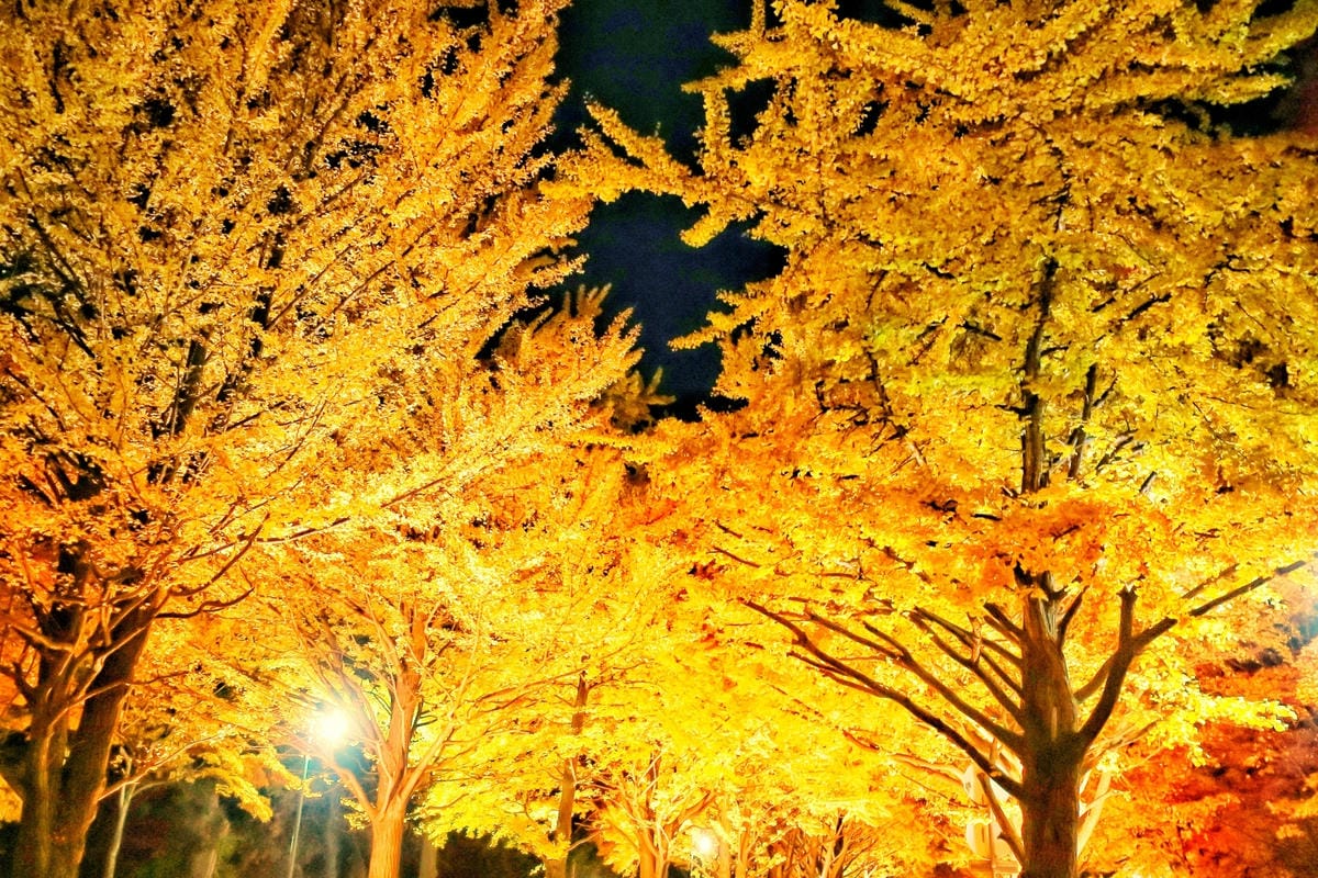 【愛知稻沢】祖父江11月中旬舉辦的黃葉祭東海地區最有名的