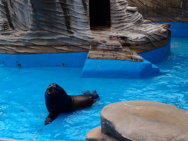 【名古屋】東山動植物園明星動物無尾熊以及超人氣大猩猩夏巴尼