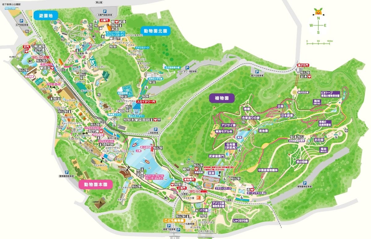 【名古屋】東山動植物園明星動物無尾熊以及超人氣大猩猩夏巴尼