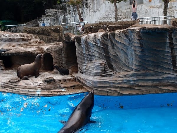 【名古屋】東山動植物園明星動物無尾熊以及超人氣大猩猩夏巴尼