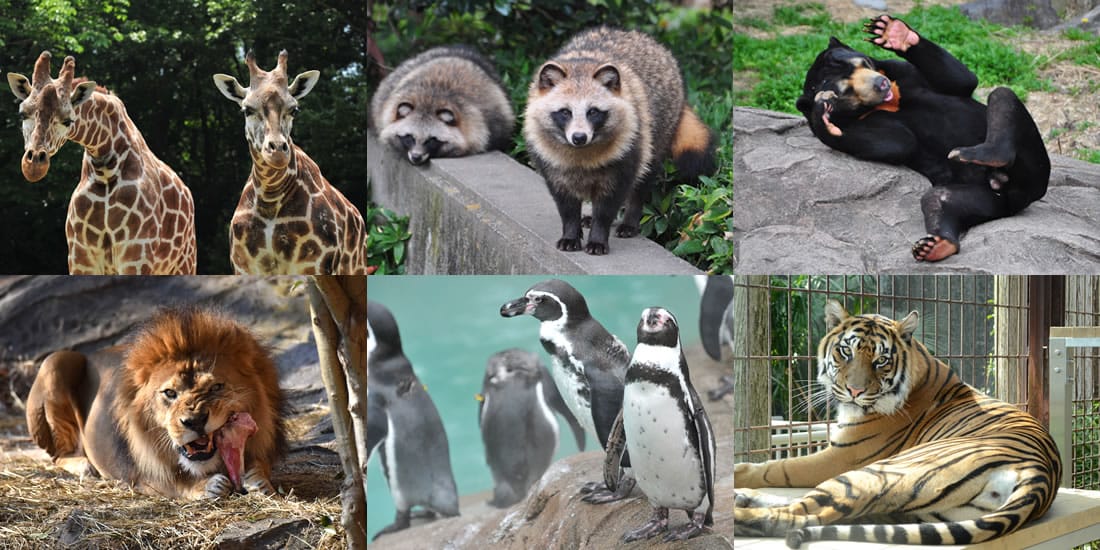 【名古屋】東山動植物園明星動物無尾熊以及超人氣大猩猩夏巴尼