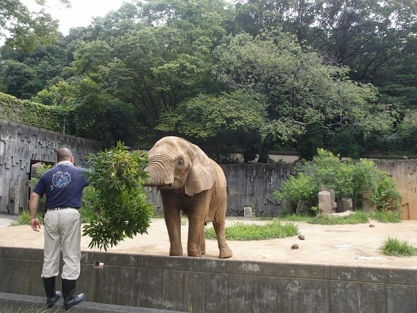 【名古屋】東山動植物園明星動物無尾熊以及超人氣大猩猩夏巴尼