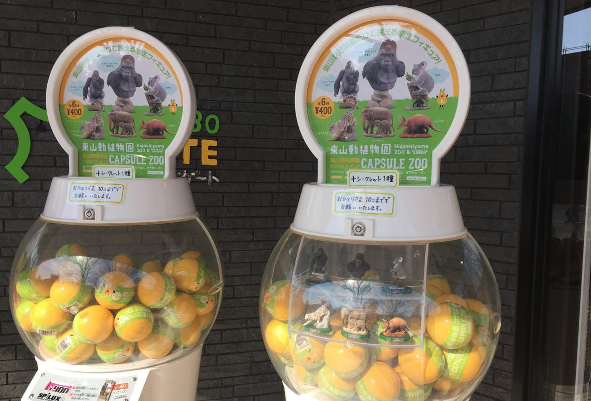 【名古屋】東山動植物園明星動物無尾熊以及超人氣大猩猩夏巴尼