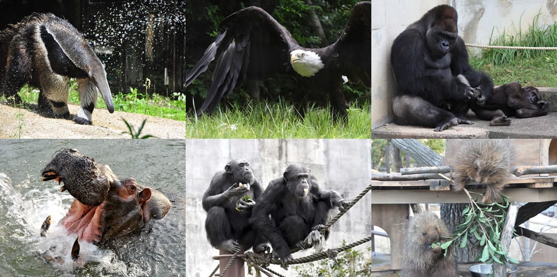 【名古屋】東山動植物園明星動物無尾熊以及超人氣大猩猩夏巴尼