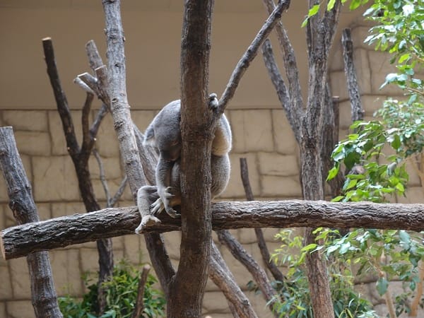 【名古屋】東山動植物園明星動物無尾熊以及超人氣大猩猩夏巴尼