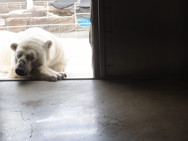 【名古屋】東山動植物園明星動物無尾熊以及超人氣大猩猩夏巴尼