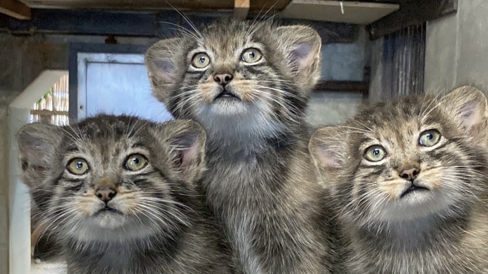 【名古屋】東山動植物園明星動物無尾熊以及超人氣大猩猩夏巴尼