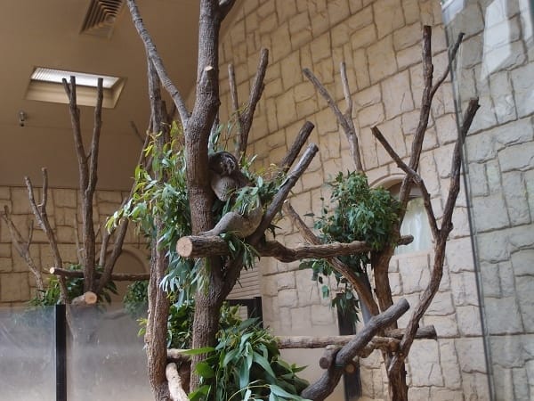 【名古屋】東山動植物園明星動物無尾熊以及超人氣大猩猩夏巴尼