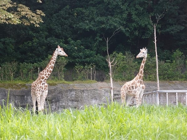 【名古屋】東山動植物園明星動物無尾熊以及超人氣大猩猩夏巴尼