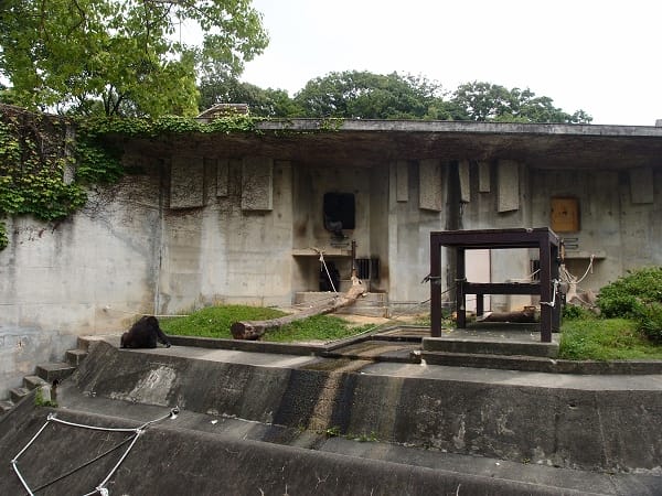 【名古屋】東山動植物園明星動物無尾熊以及超人氣大猩猩夏巴尼