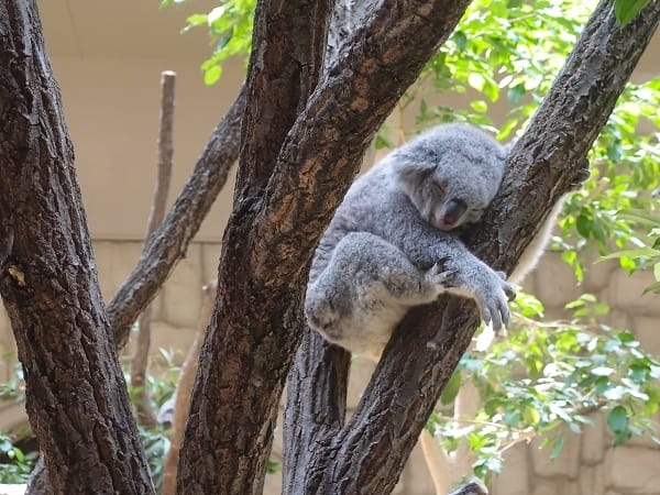 【名古屋】東山動植物園明星動物無尾熊以及超人氣大猩猩夏巴尼
