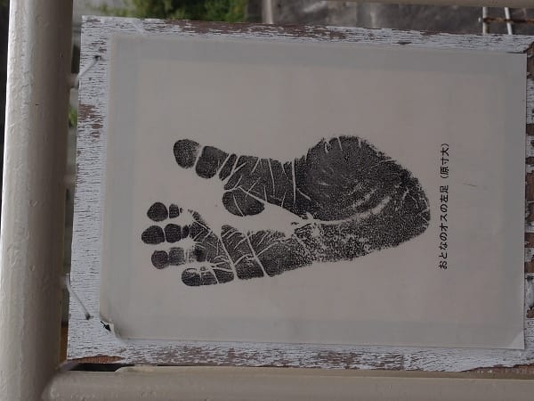 【名古屋】東山動植物園明星動物無尾熊以及超人氣大猩猩夏巴尼